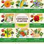 Vegetable Garden Plant Compatibility Chart