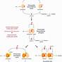 Protein Synthesis Flow Chart