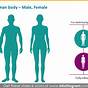 Female Body Organ Chart