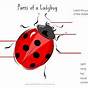 Ladybug Body Parts Worksheet