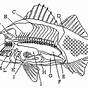 Fish Anatomy Worksheets