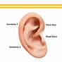 Acupuncture Seed In Ear