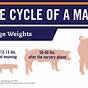 Gestation For Pigs Chart