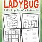 Life Cycle Of A Ladybug Worksheet