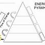 Energy Pyramids Worksheet
