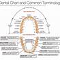 Dental Surfaces Tooth Chart
