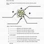 The Atom Worksheet Answers