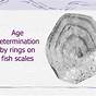 Fish Scales Tell The Age Of A Fish Worksheets Answers