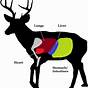 Deer Blood Tracking Chart