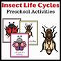 Insect Life Cycles Worksheet