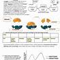 Enzyme Activity Worksheets