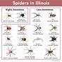 Illinois Spider Identification Chart