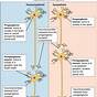 Flow Chart Of The Nervous System