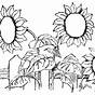 Sunflower Printable Coloring Pages