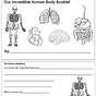Human Body Worksheets