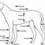 Veterinary X Ray Positioning Chart