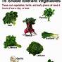 What Vegetables Are Compatible In A Garden