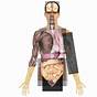 Human Body Organs Unlabelled