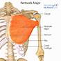 Pectoralis Major Manual Muscle Test
