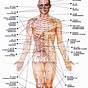 Female Acupuncture Points Chart