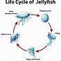 Jellyfish Life Cycle For Kids