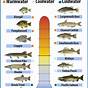 Water Quality Criteria For Freshwater Fish