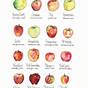 Chart Of Apple Varieties