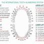 Tooth Numbering System Chart