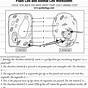 Label Plant And Animal Cell Worksheet