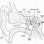 Ear Anatomy Worksheet