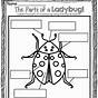 Easy Ladybug Symmetry Worksheet