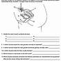 Male Reproductive System Worksheet Answers
