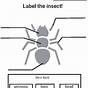 Label An Insect