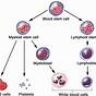 Hematopoietic Stem Cell Research