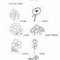 Flower Basics Worksheets