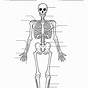 Printable Human Skeleton Diagram