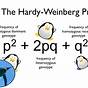 Hardy Weinberg Practice Problems Worksheet