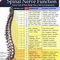 Nerves Of The Spine Chart