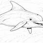 Printable Coloring Pages Dolphins