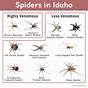 Virginia Spider Identification Chart