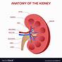 Easy Kidney Diagram Labeled