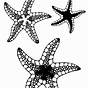 Printable Starfish Coloring Page