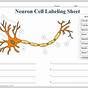 Neuron Labeling Worksheets