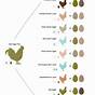 Easter Egger Breeding Chart