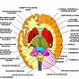 Anatomical Lines Of Division Of The Brain
