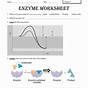 Enzyme Reaction Worksheet