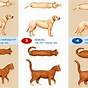 Purina Body Condition Score Chart Dog