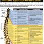 Nerves In Spinal Cord Chart