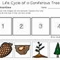 Life Cycle Of A Tree Worksheets