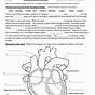 The Circulatory System Worksheet Answer Key Fill In The Blan